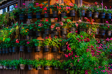 Flower Garden, Isfahan