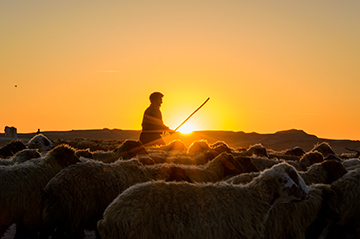 Human & domestic animals (shepherd)