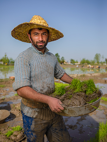 Working in a rice paddy in Lasht-e Nesha